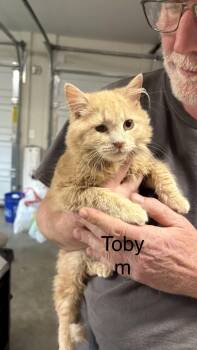 Domestic Medium Hair Cats Available for Adoption in White Bluff, Tennessee - Toby | PetCurious