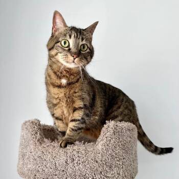 Rescue Domestic Short Hair Cats for Adoption in Raleigh, North Carolina - Pixie | PetCurious