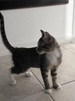 Kika -  Domestic Short Hair Cat for Adoption in Phoenix, Arizona - Kika | PetCurious