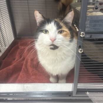 Rescue Domestic Short Hair Cats for Adoption in Portage, Michigan - Lorelai | PetCurious