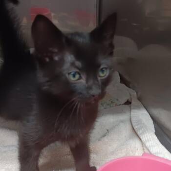 Fudge -  Domestic Short Hair Cat for Adoption in Jupiter, Florida - Fudge | PetCurious