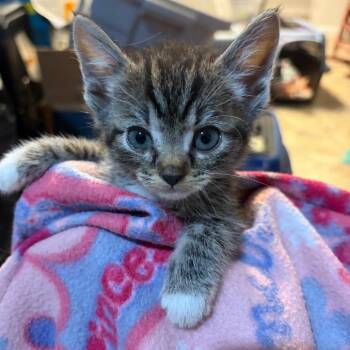 Giselle -  Domestic Short Hair Cat for Adoption in Waldorf, Maryland - Giselle | PetCurious