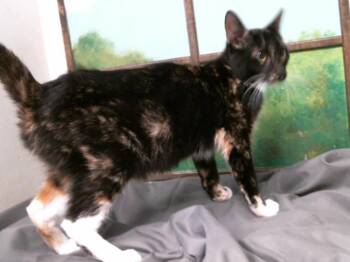 JULIE -  Domestic Short Hair Cat for Adoption in Houston, Texas - JULIE | PetCurious