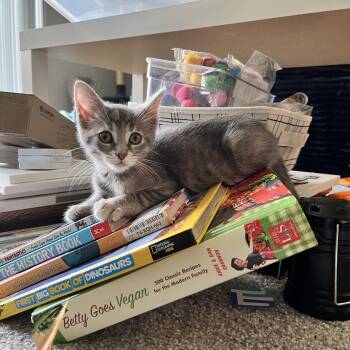 Domestic Short Hair Cats Available for Adoption in Hudsonville, Michigan - Opalite | PetCurious