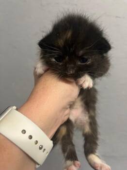Buttercup -  Domestic Short Hair Cat for Adoption in Kell, Illinois - Buttercup | PetCurious