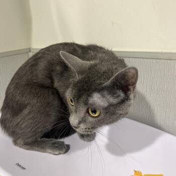 Mimi -  Domestic Short Hair Cat for Adoption in Tampa, Florida - Mimi | PetCurious