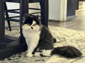 Milo -  Persian Cat for Adoption in Fort Worth, Texas - Milo | PetCurious
