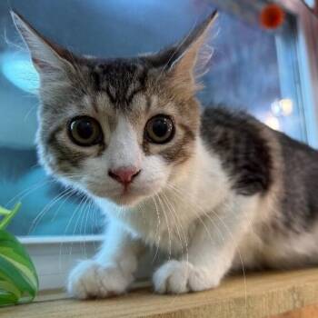 Munchkin Boon -  Tabby and Domestic Short Hair Cat for Adoption in Friendswood, Texas - Munchkin Boon | PetCurious