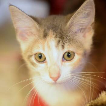 Domestic Short Hair Cats Available for Adoption in Belleville, Illinois - Suki (Pitty Pat) | PetCurious