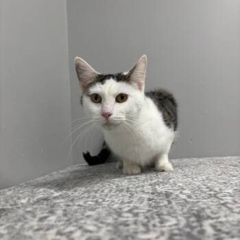 Rescue Domestic Short Hair Cats for Adoption in Frankfort, Indiana - Kay | PetCurious