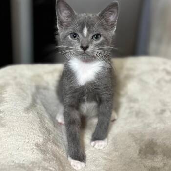 Breyer (polydactyl, bobtail) -  Domestic Short Hair Cat for Adoption in Chattanooga, Tennessee - Breyer (polydactyl, Bobtail) | PetCurious