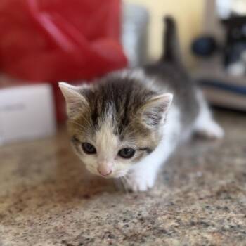 Domestic Short Hair Cats Available for Adoption in Corinth, Mississippi - Nala | PetCurious