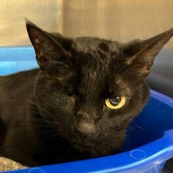 Naomi -  Domestic Short Hair Cat for Adoption in West Palm Beach, Florida - Naomi | PetCurious