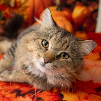 Curly -  Domestic Medium Hair Cat for Adoption in Lapeer, Michigan - Curly | PetCurious