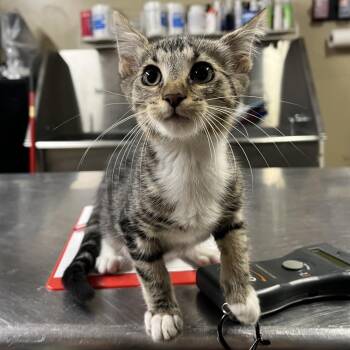 Blanket -  Domestic Short Hair Cat for Adoption in Pauls Valley, Oklahoma - Blanket | PetCurious
