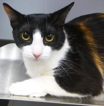 Ava -  Domestic Short Hair Cat for Adoption in Lafayette, Louisiana - Ava | PetCurious