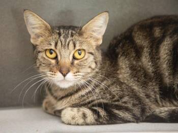 MARGE -  Domestic Long Hair Cat for Adoption in Phoenix, Arizona - MARGE | PetCurious
