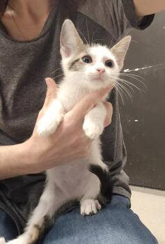 Bean -  Domestic Short Hair Cat for Adoption in Dickson, Tennessee - Bean | PetCurious