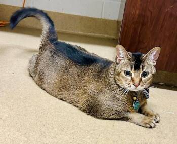 Abyssinian and Domestic Short Hair Cats Available for Adoption in Derwood, Maryland - BLUEBERRY | PetCurious