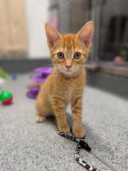 Templeton -  Domestic Medium Hair Cat for Adoption in Orland Hills, Illinois - Templeton | PetCurious