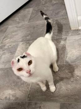 Dorothy -  Domestic Short Hair Cat for Adoption in Augusta, Georgia - Dorothy | PetCurious