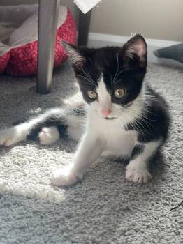 Victor -  Domestic Short Hair Cat for Adoption in Raleigh, North Carolina - Victor | PetCurious