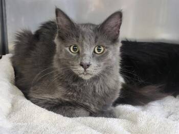 CINDER* -  Domestic Medium Hair Cat for Adoption in Santa Cruz, California - CINDER* | PetCurious