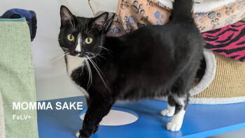Rescue Domestic Short Hair Cats for Adoption in Santa Rosa, California - Momma Sake | PetCurious