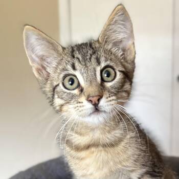 Wyn -  Domestic Short Hair Cat for Adoption in Oracle, Arizona - Wyn | PetCurious