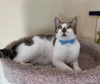 Rescue Domestic Short Hair Cats for Adoption in Las Vegas, Nevada - Habanero | PetCurious