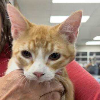 Simba -  Domestic Short Hair Cat for Adoption in Midland, Texas - Simba | PetCurious