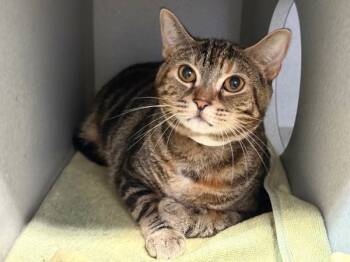 Rescue Domestic Short Hair Cats for Adoption in New York, New York - Elektra | PetCurious