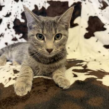 Anchovy -  Domestic Short Hair Cat for Adoption in Buffalo, Minnesota - Anchovy | PetCurious