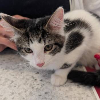 Penelope -  Domestic Medium Hair Cat for Adoption in Clearwater, Florida - Penelope | PetCurious