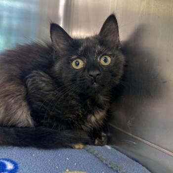 Moonlight -  Domestic Short Hair Cat for Adoption in Matteson, Illinois - Moonlight | PetCurious
