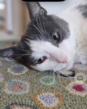 Domestic Short Hair Cats Available for Adoption in Walled Lake, Michigan - Frass (Must Be Adopted With Diablo) | PetCurious