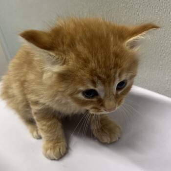 Domestic Long Hair Cats Available for Adoption in Tampa, Florida - Tanner | PetCurious