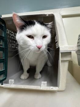 Rescue Domestic Long Hair Cats for Adoption in Danielsville, Georgia - Loki | PetCurious