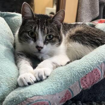 Rescue Domestic Short Hair Cats for Adoption in Syosset, New York - Ophelia | PetCurious
