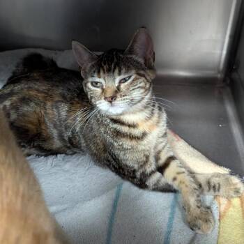 Chalupa Supreme -  Domestic Short Hair Cat for Adoption in Aberdeen, Washington - Chalupa Supreme | PetCurious