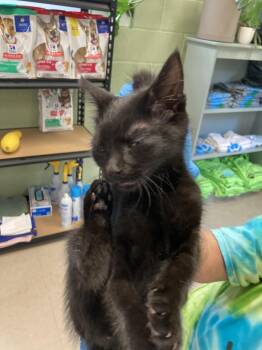 Elmo -  Domestic Short Hair Cat for Adoption in Burnsville, North Carolina - Elmo | PetCurious