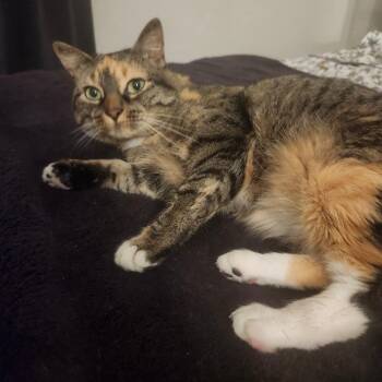 Scarlett fka Ms. Cleo -  Domestic Short Hair Cat for Adoption in Tallahassee, Florida - Scarlett Fka Ms. Cleo | PetCurious