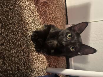 Schmidt -  Domestic Short Hair Cat for Adoption in Diamond Springs, California - Schmidt | PetCurious