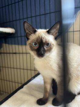 Tofu -  Siamese Cat for Adoption in Chandler, Arizona - Tofu | PetCurious