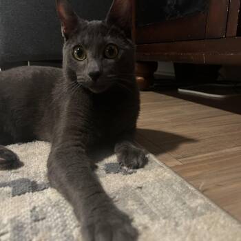 Domestic Short Hair and Russian Blue Cats Available for Adoption in Seneca, South Carolina - Kylo | PetCurious