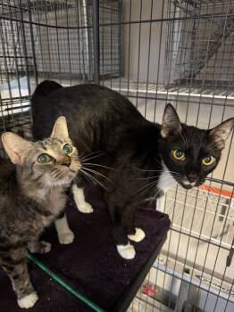 Courtesy Post - Muffin (Bonded with Precious) -  Domestic Short Hair Cat for Adoption in North Richland Hills, Texas - Courtesy Post - Muffin (Bonded With Precious) | PetCurious
