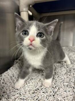 Flabaliki (with DrGluon) -  Domestic Short Hair Cat for Adoption in Richmond, Virginia - Flabaliki (with DrGluon) | PetCurious