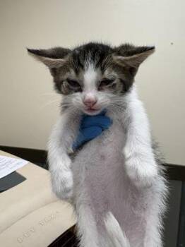 Sugar -  Domestic Short Hair Cat for Adoption in Palm Coast, Florida - Sugar | PetCurious
