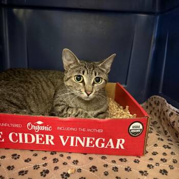 Microbe -  Domestic Short Hair Cat for Adoption in Pullman, Washington - Microbe | PetCurious