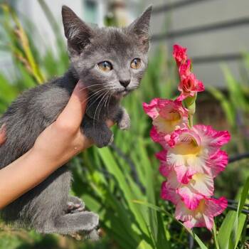 Eleanor -  Domestic Short Hair Cat for Adoption in Southington, Ohio - Eleanor | PetCurious
